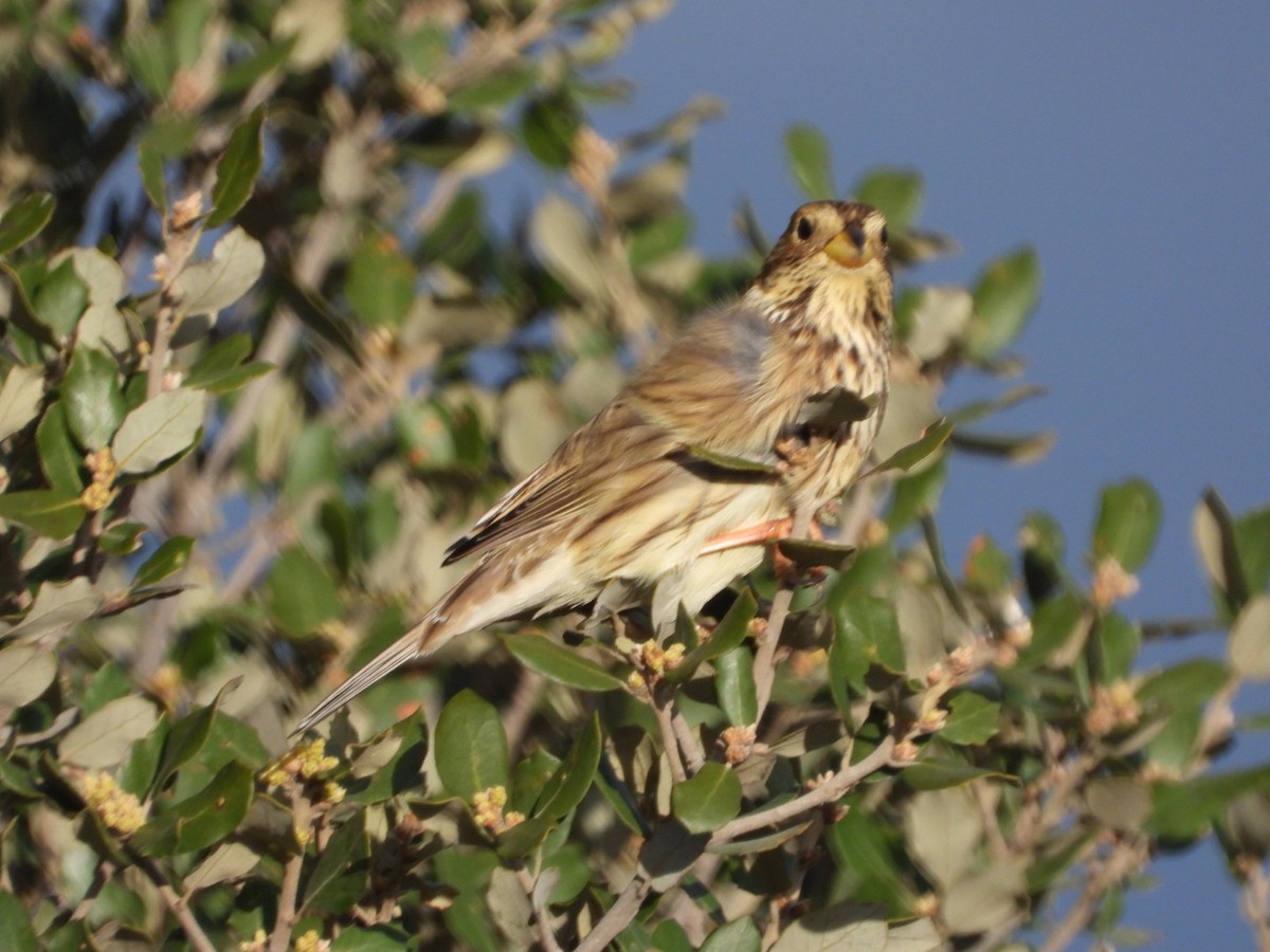 Просянка - ML646509615