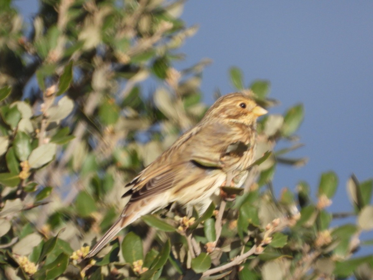 Просянка - ML646509616