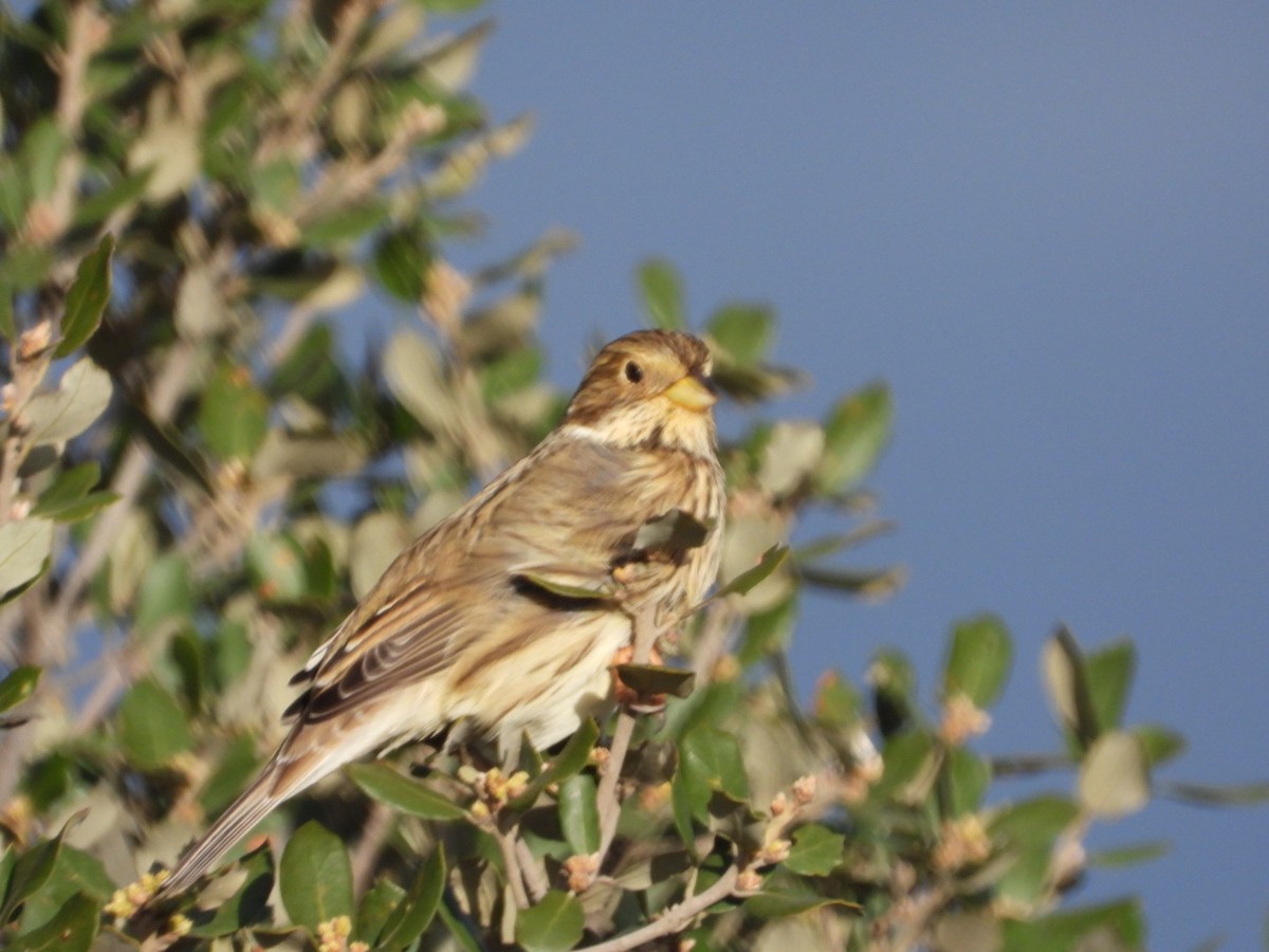 Просянка - ML646509617