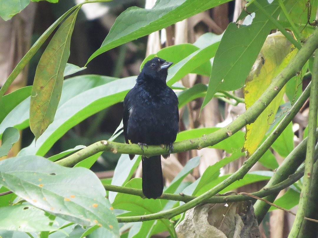 Ruby-crowned Tanager - ML646509621