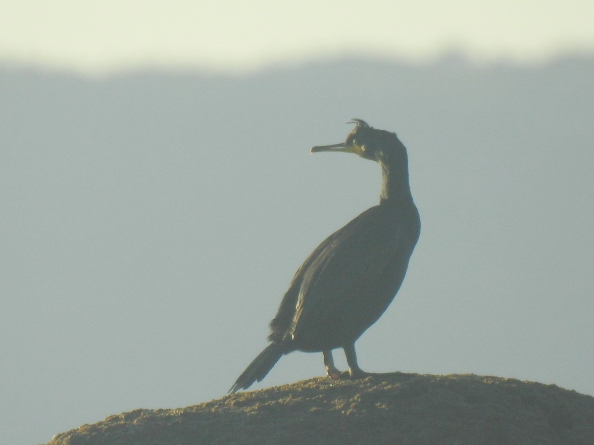 ヨーロッパヒメウ - ML646509622