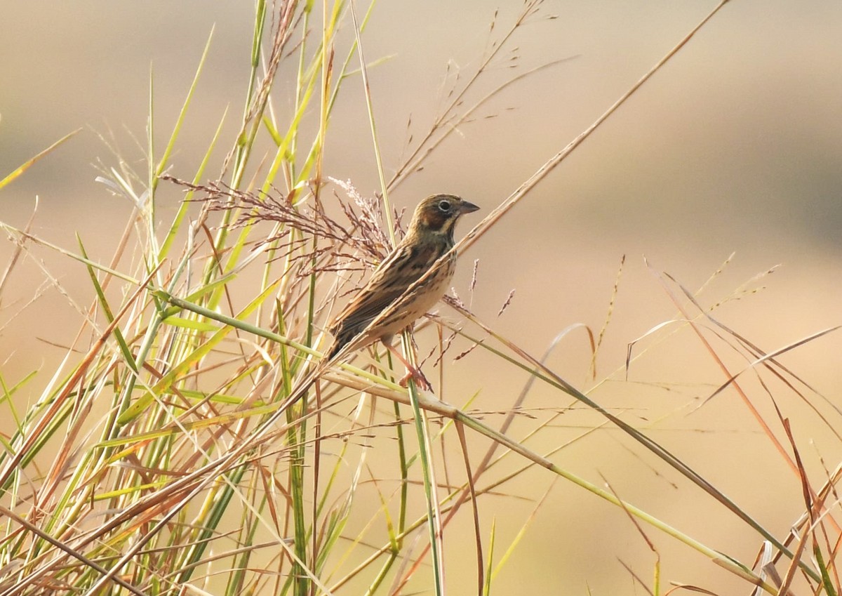 Chestnut-eared Bunting - ML646509626
