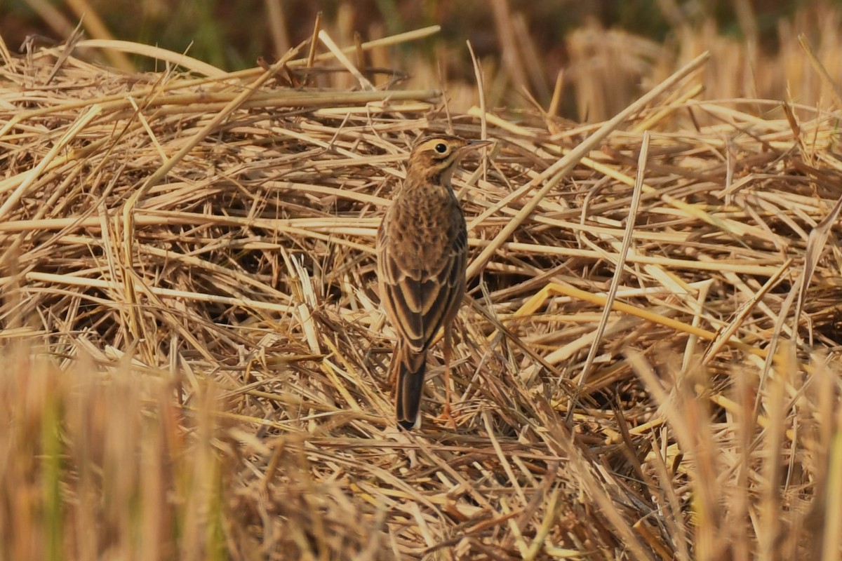Blyth's Pipit - ML646509629