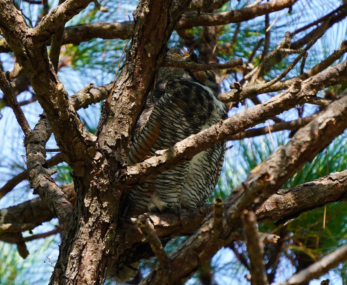 Great Horned Owl - ML646509630