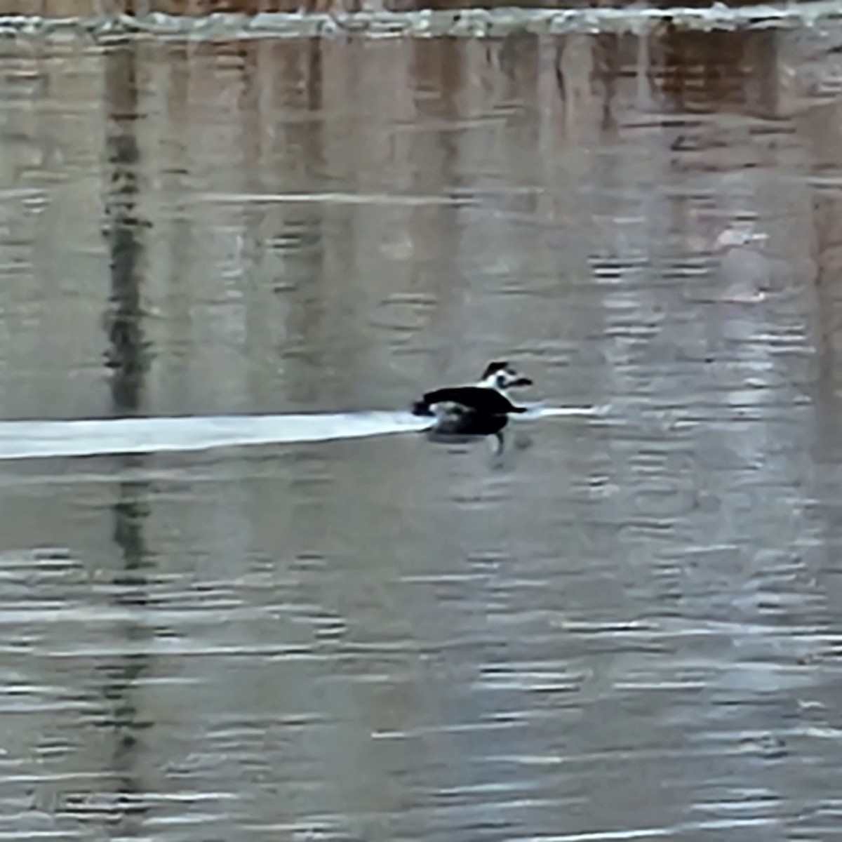 Long-tailed Duck - ML646509631