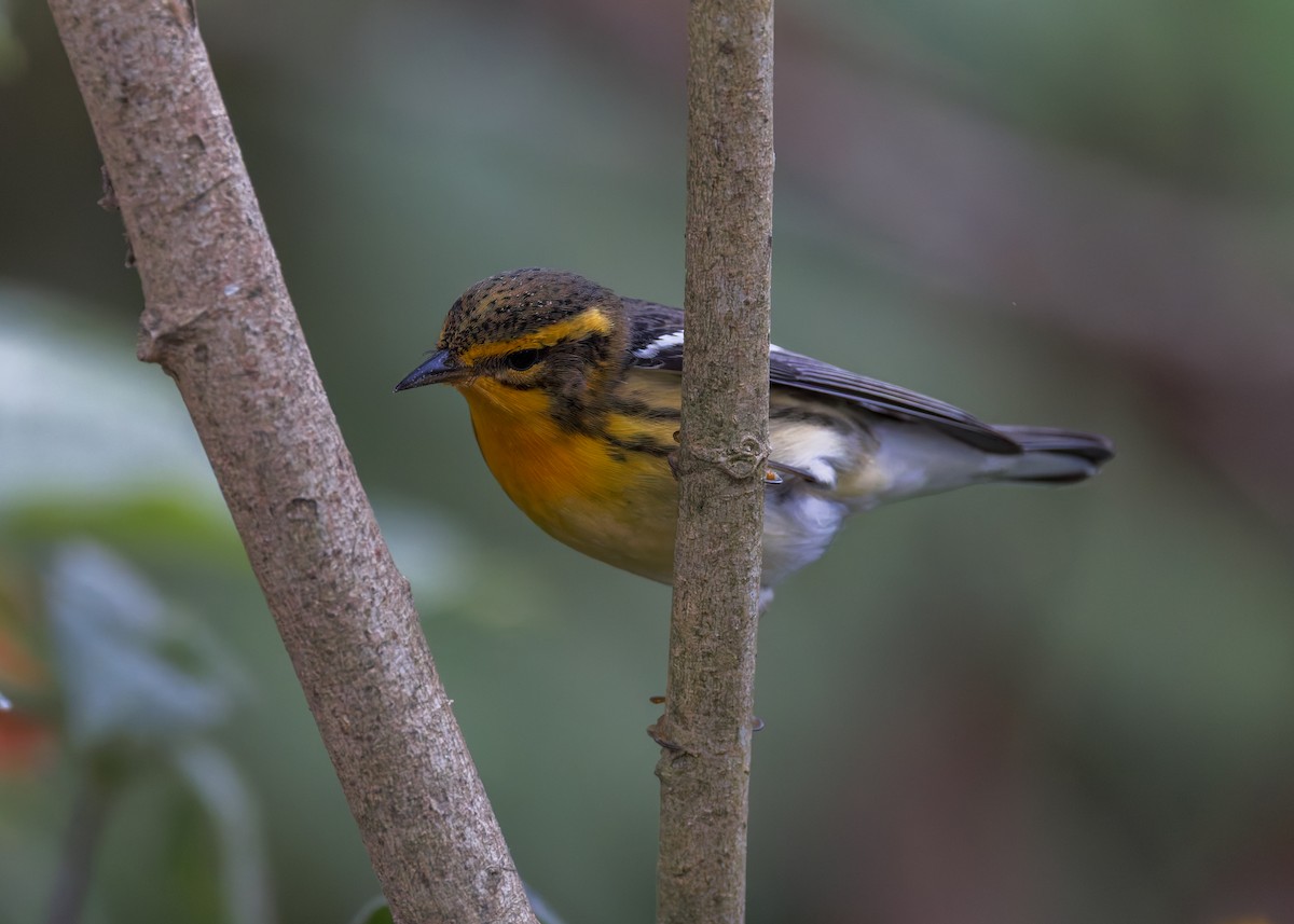Blackburnian Warbler - ML646509633