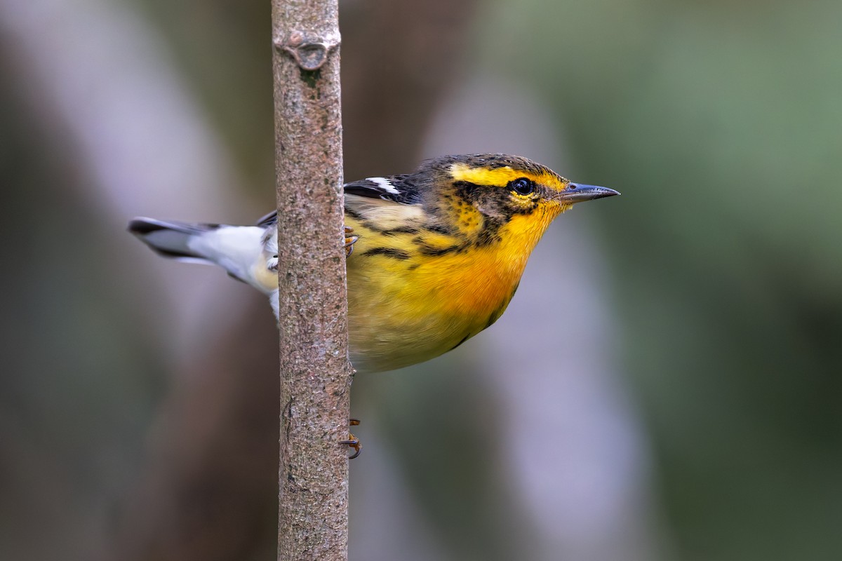 Blackburnian Warbler - ML646509634