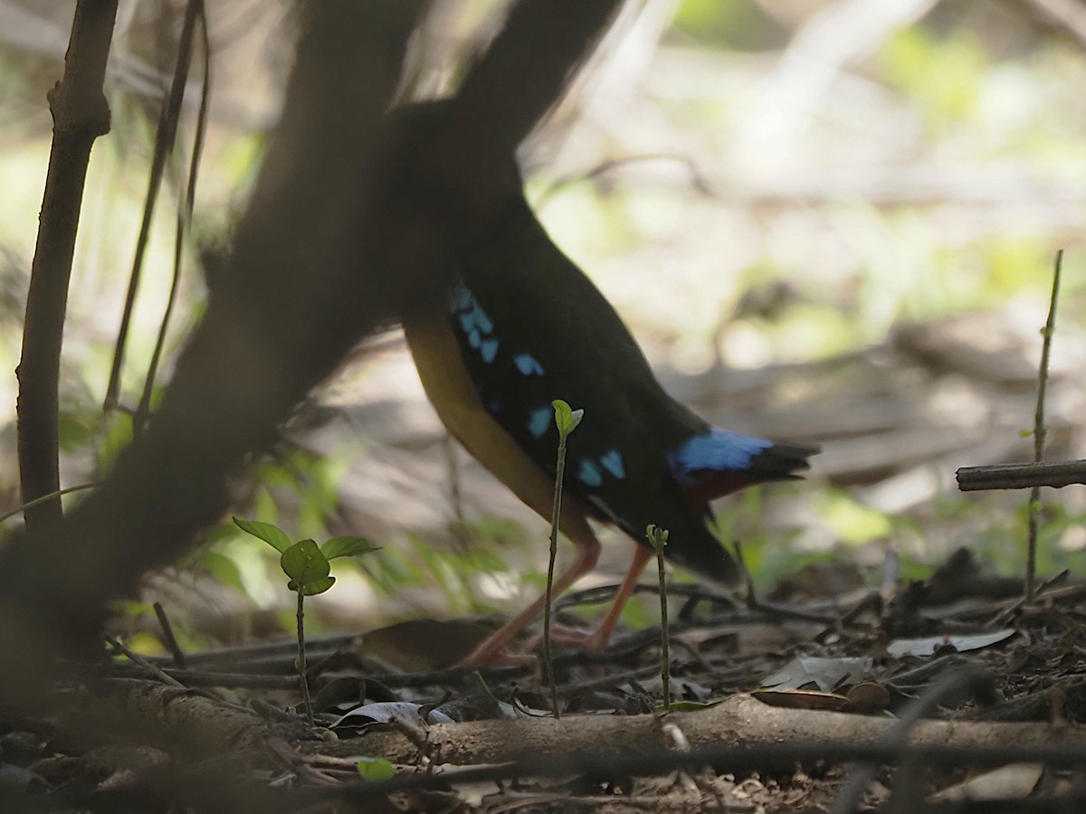 African Pitta - ML646509635