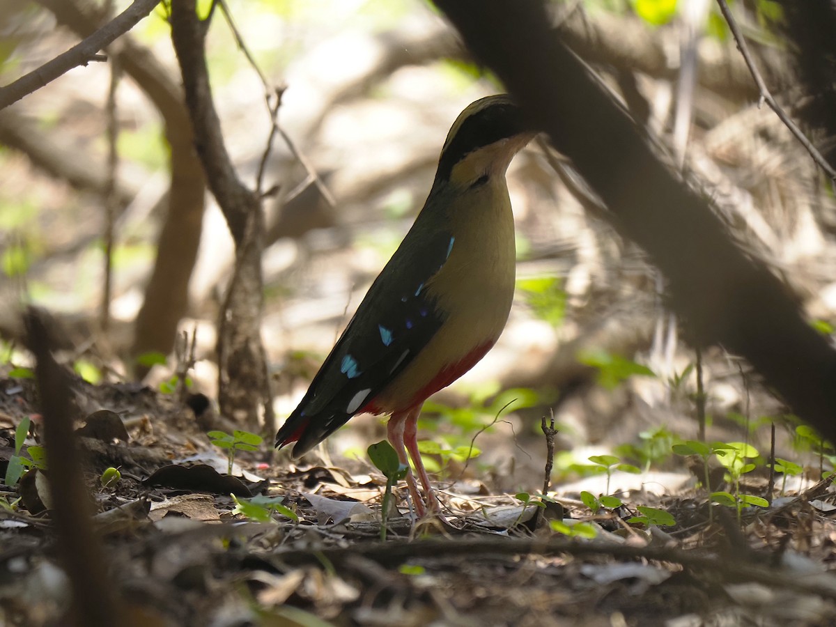 African Pitta - ML646509636