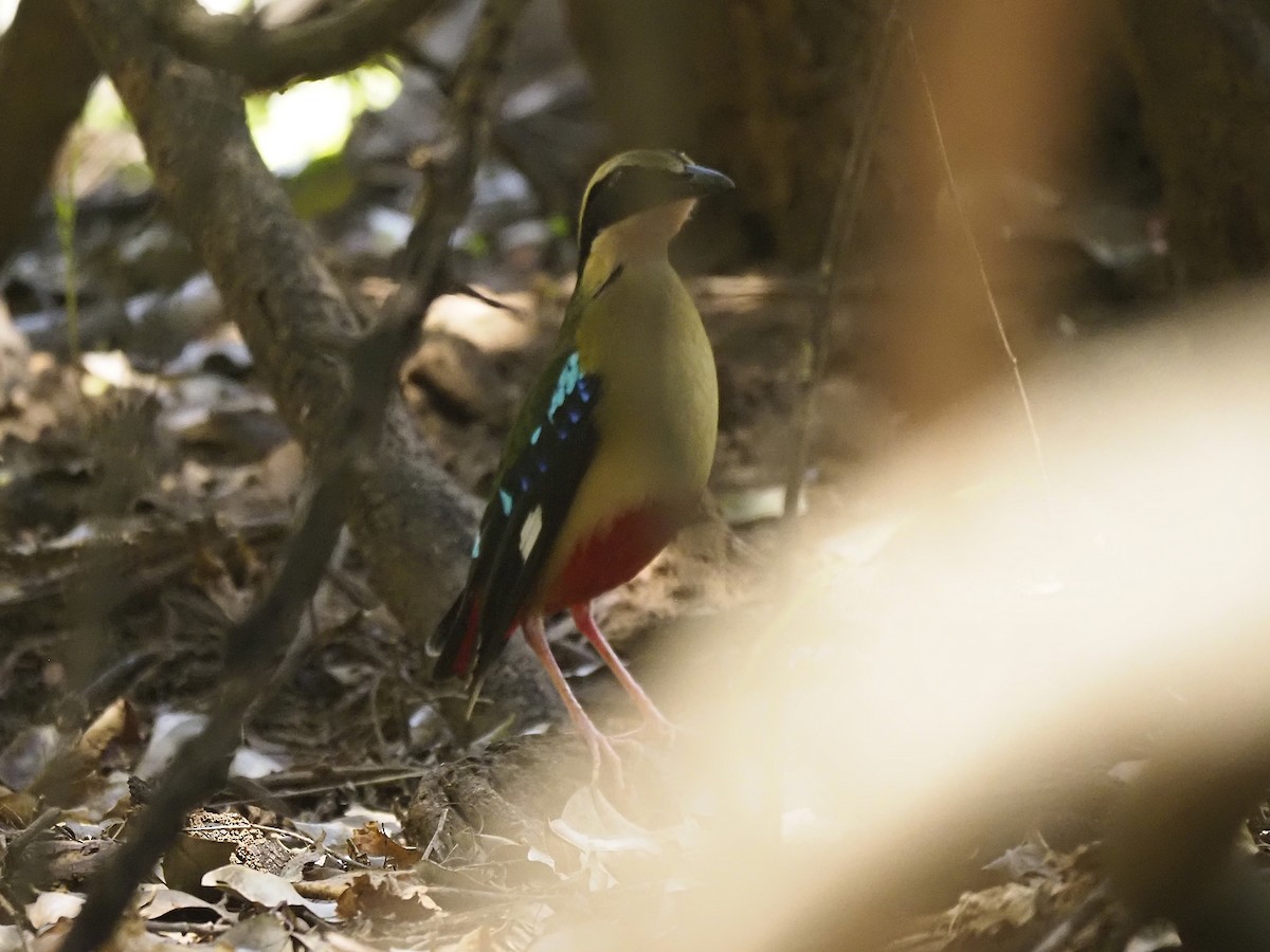 African Pitta - ML646509637