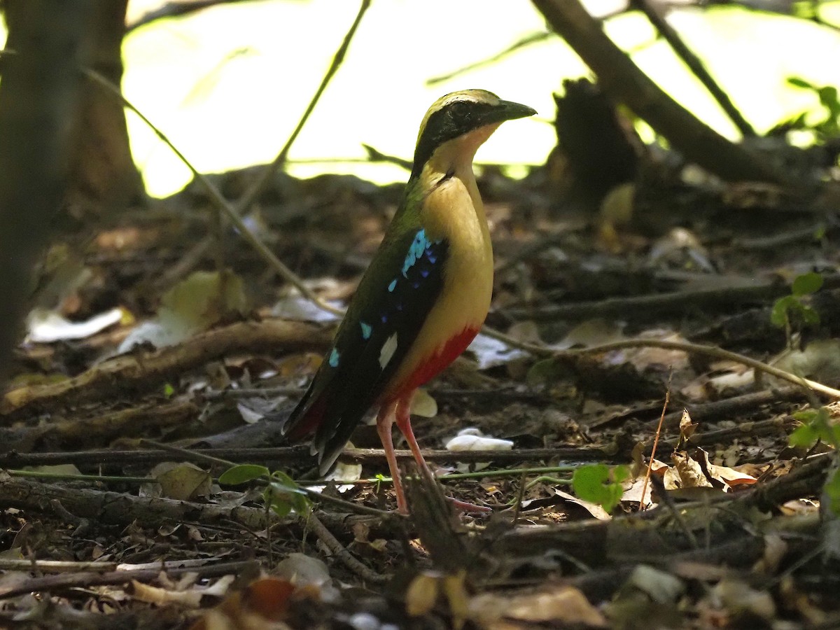 African Pitta - ML646509638