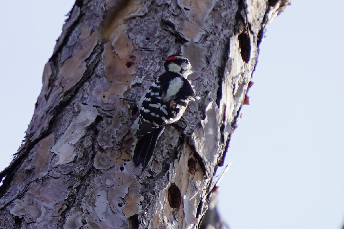 Downy Woodpecker - ML646509639