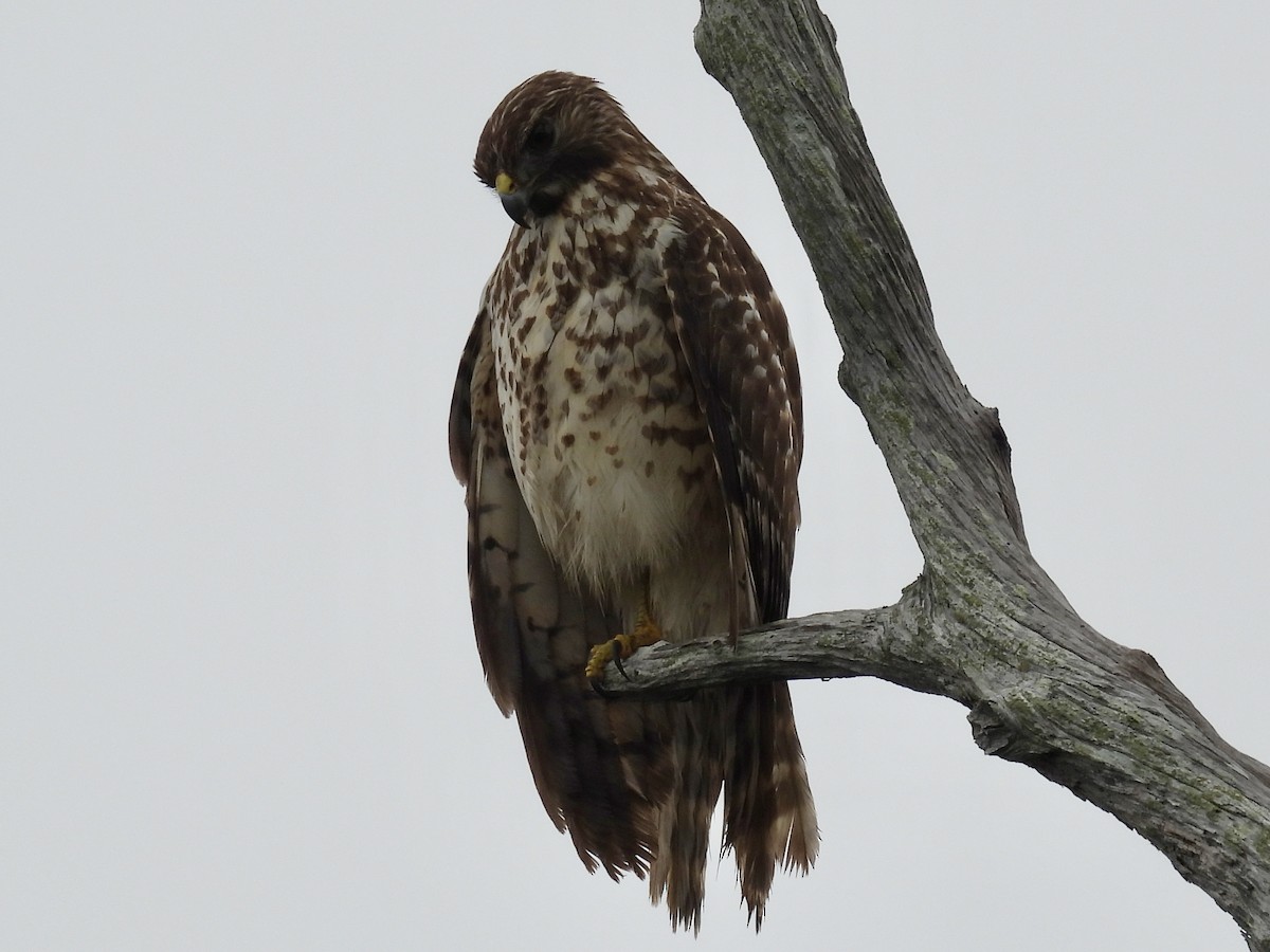 Red-shouldered Hawk - ML646509641