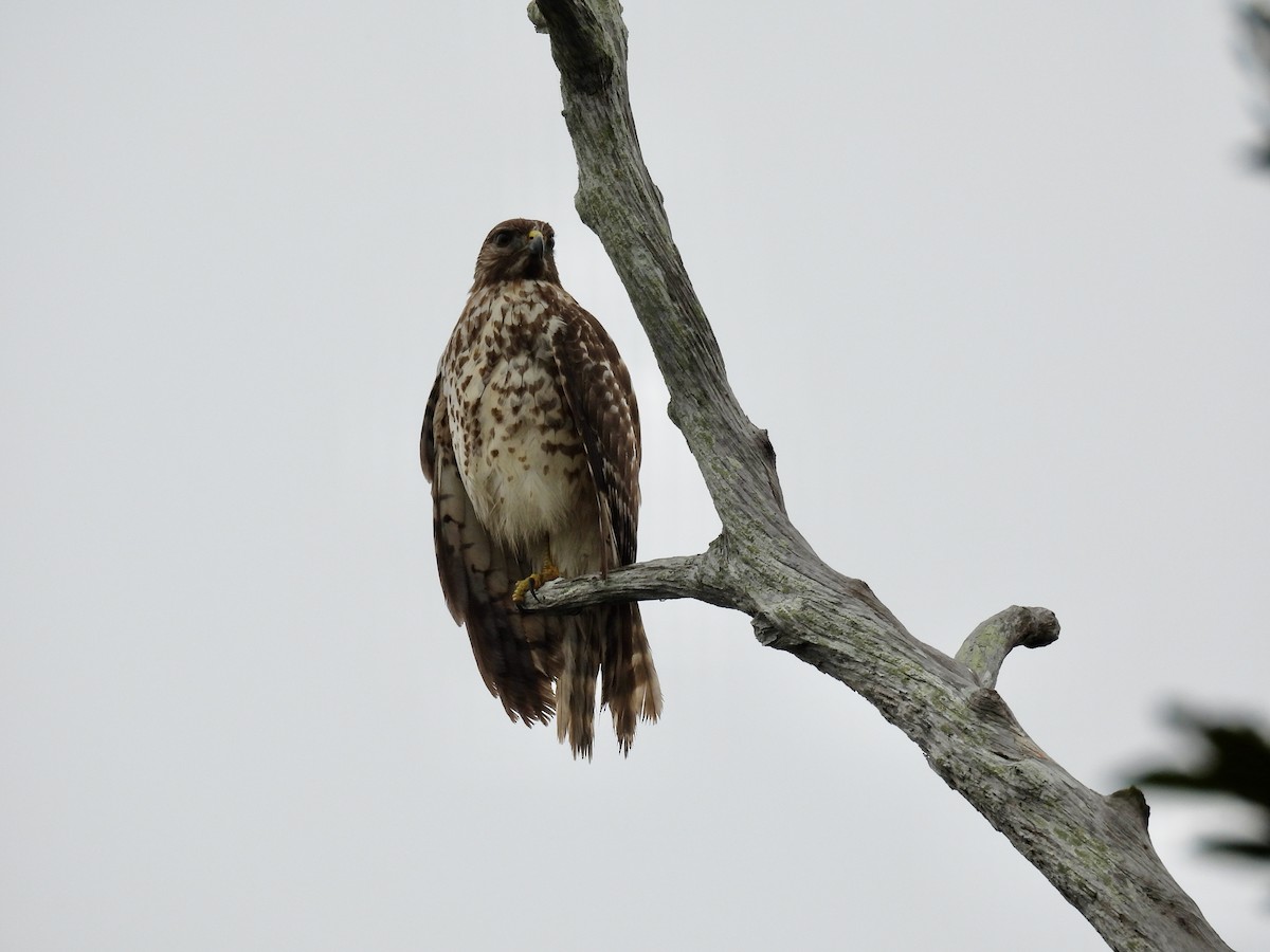 Red-shouldered Hawk - ML646509642