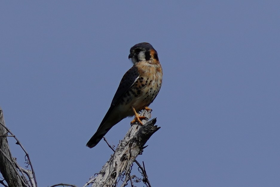 American Kestrel - ML646509645