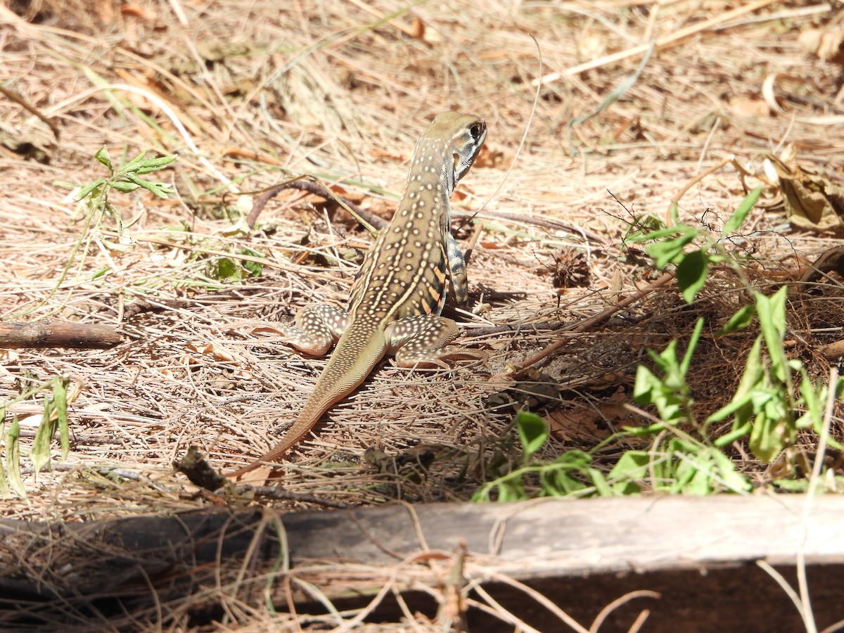 Common Butterfly Lizard - ML646509646
