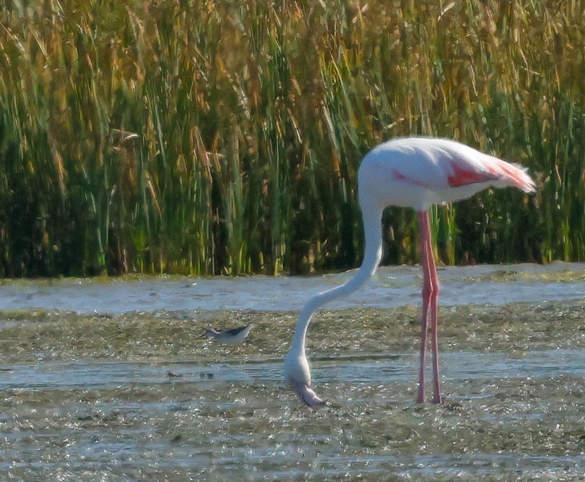 Lesser Yellowlegs - ML646509651