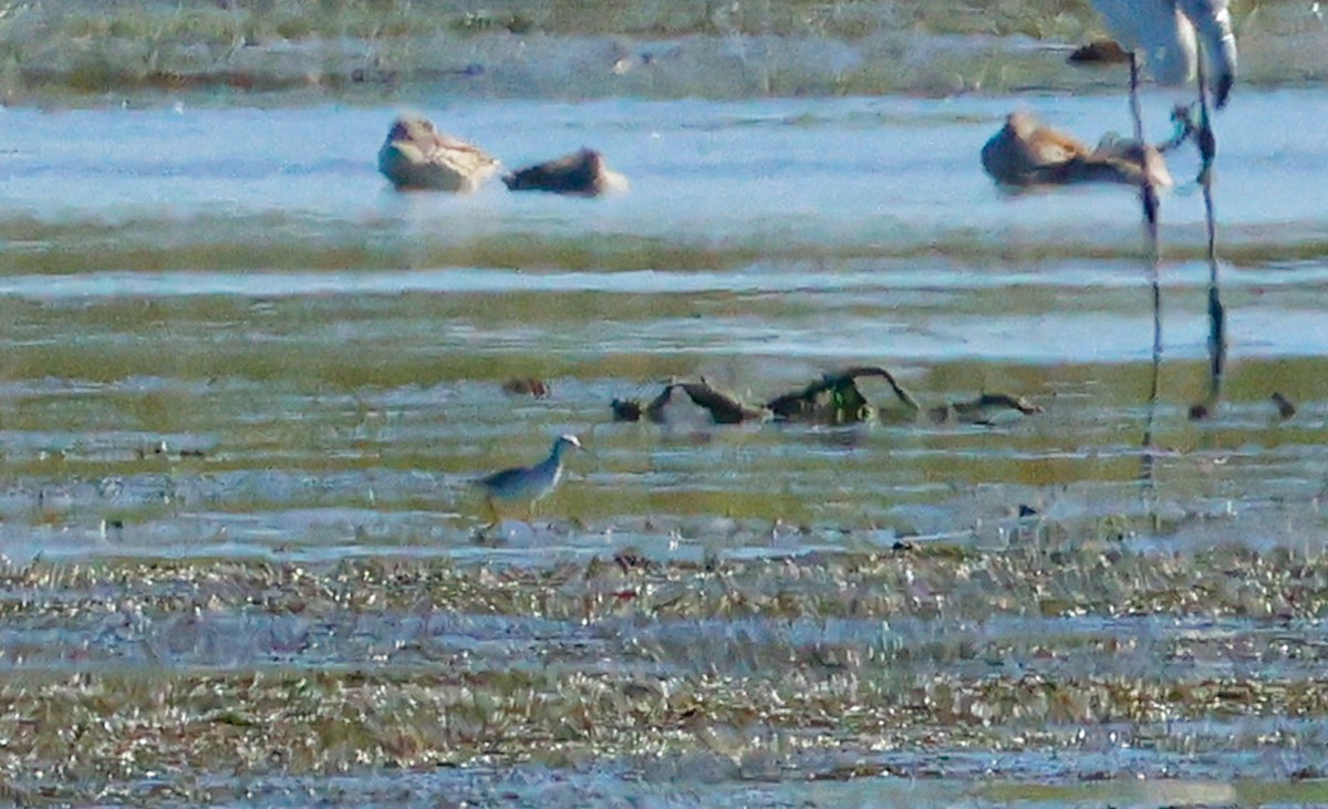 Lesser Yellowlegs - ML646509652