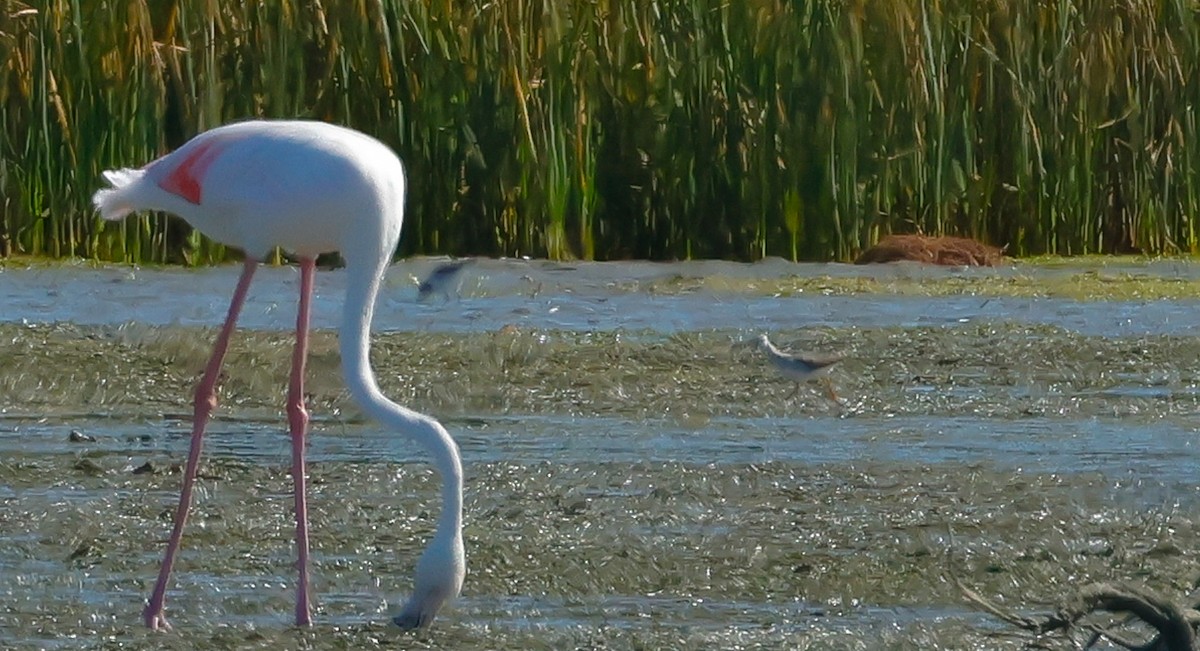 Lesser Yellowlegs - ML646509653