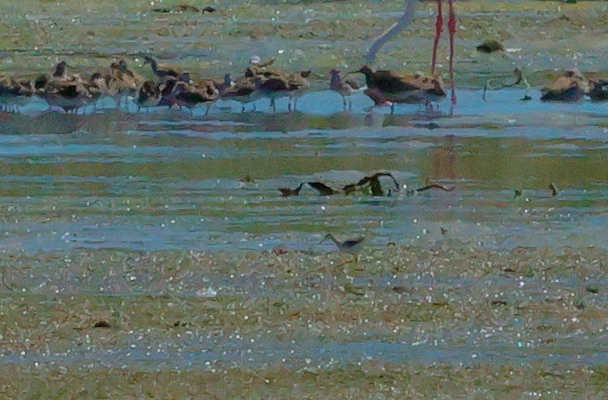 Lesser Yellowlegs - ML646509654