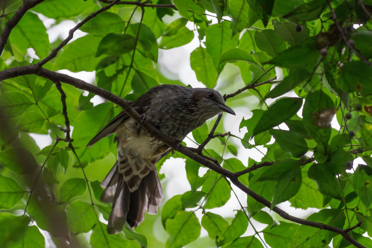 Brown-eared Bulbul - ML646509658