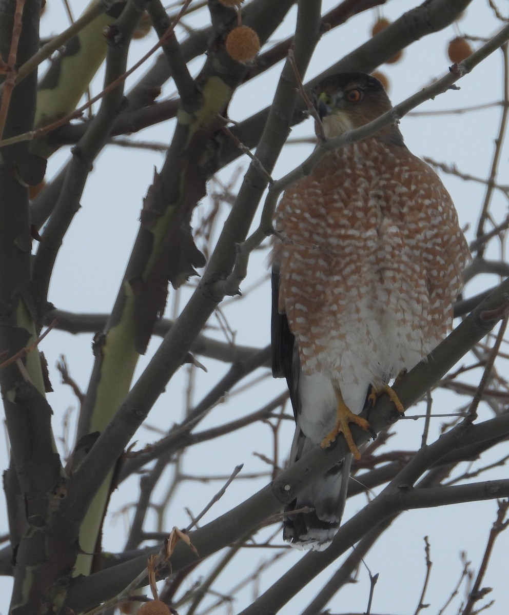 Cooper's Hawk - ML646509659
