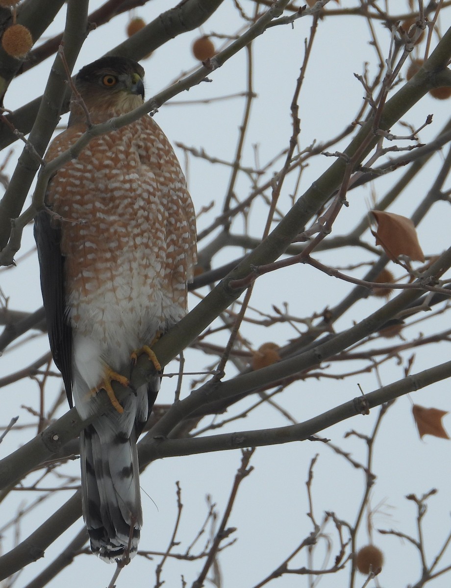 Cooper's Hawk - ML646509660