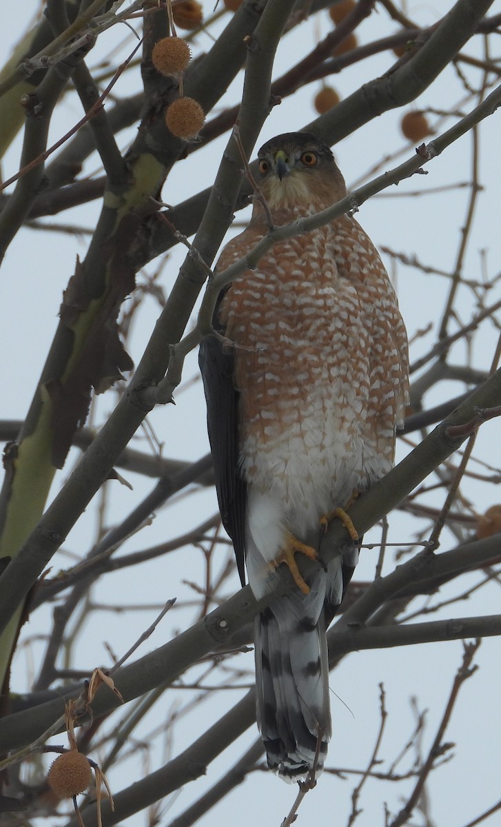 Cooper's Hawk - ML646509661