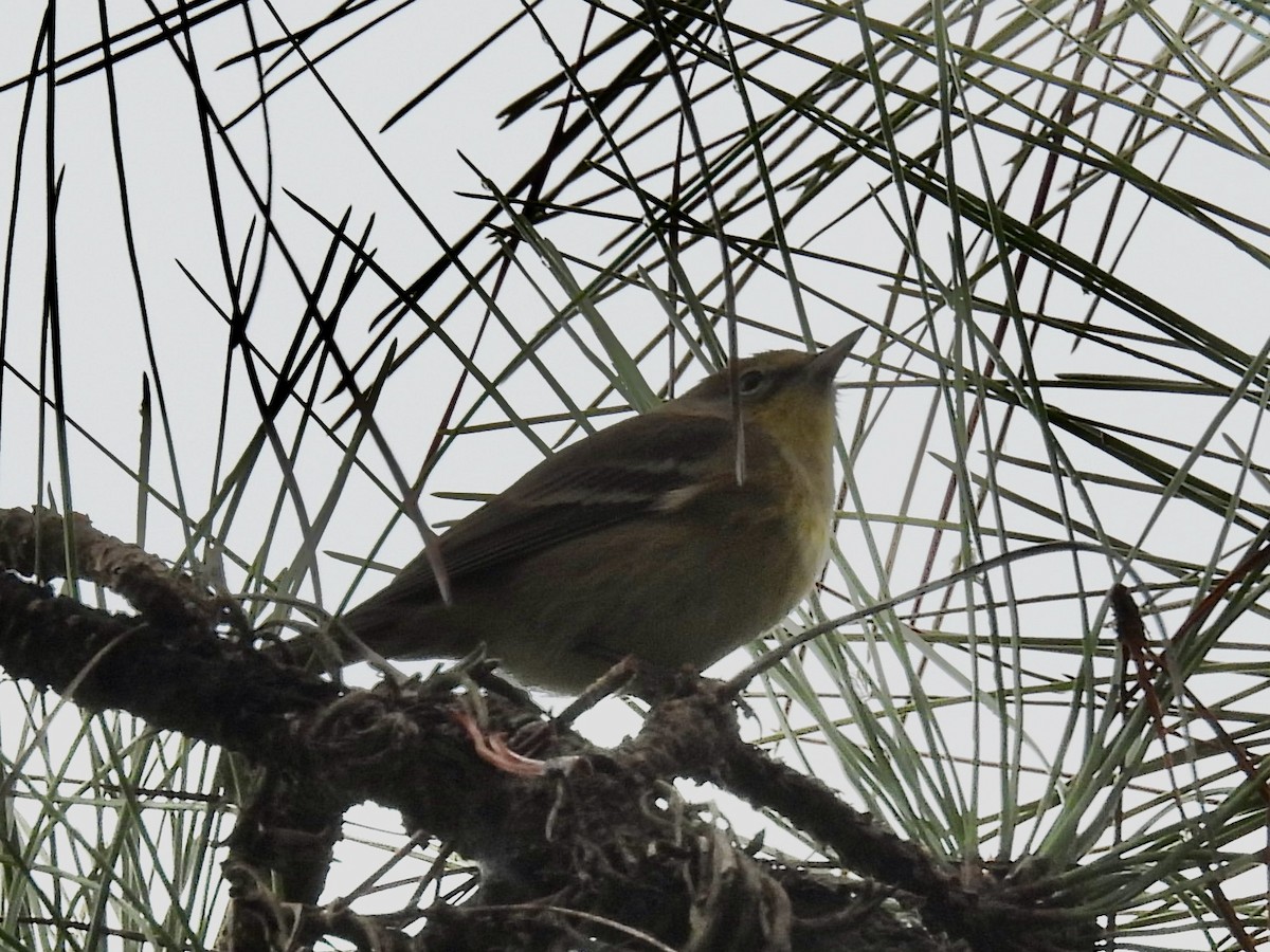 Pine Warbler - ML646509662