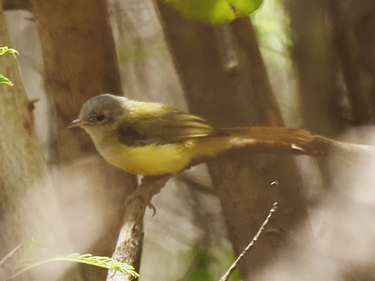 Livingstone's Flycatcher - ML646509663