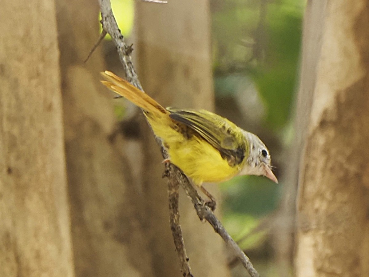 Livingstone's Flycatcher - ML646509664