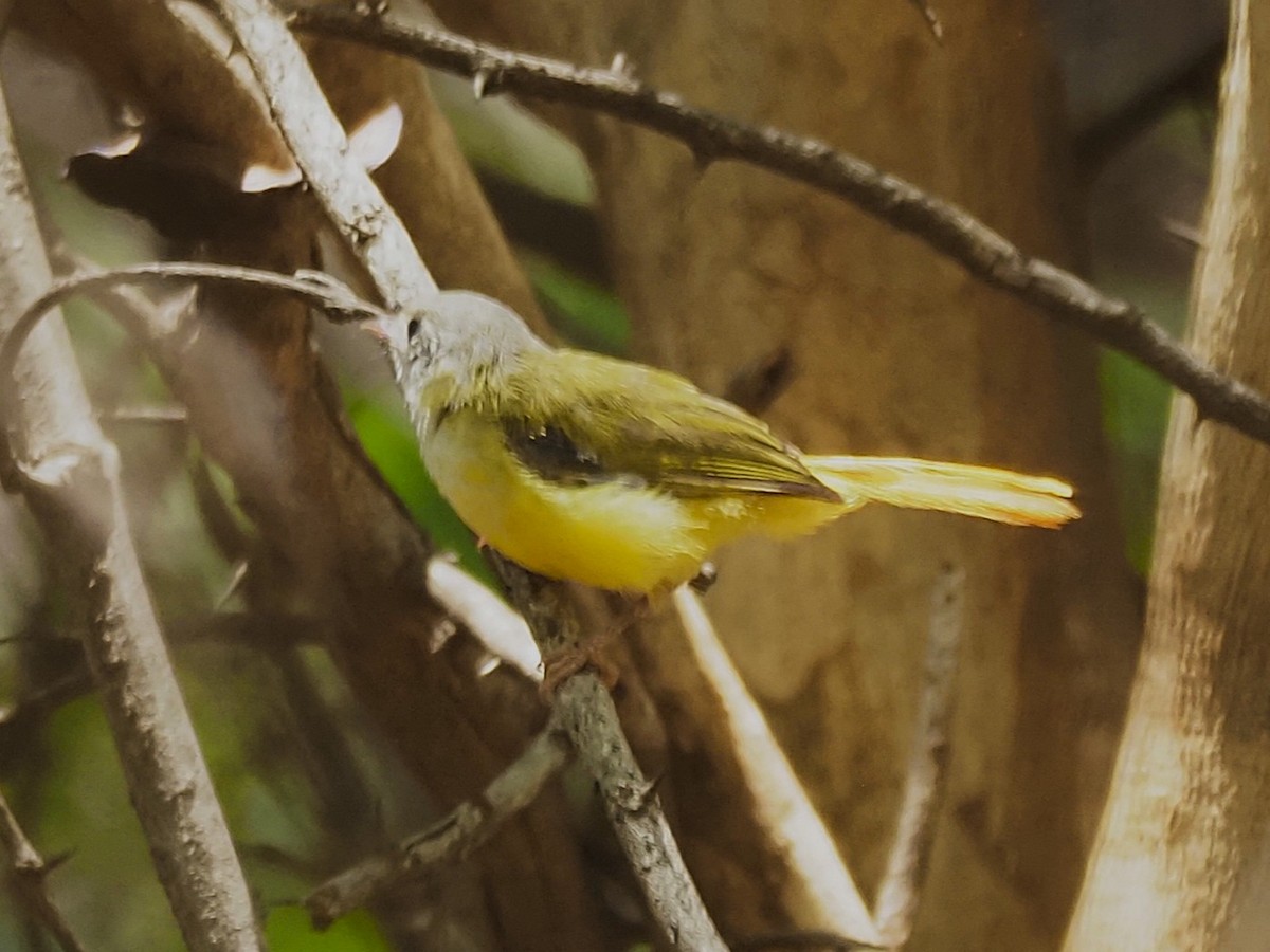 Livingstone's Flycatcher - ML646509665
