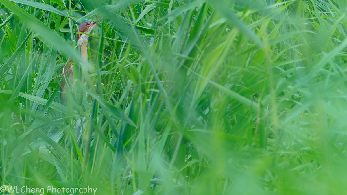 Schrenck's Bittern - ML646509666