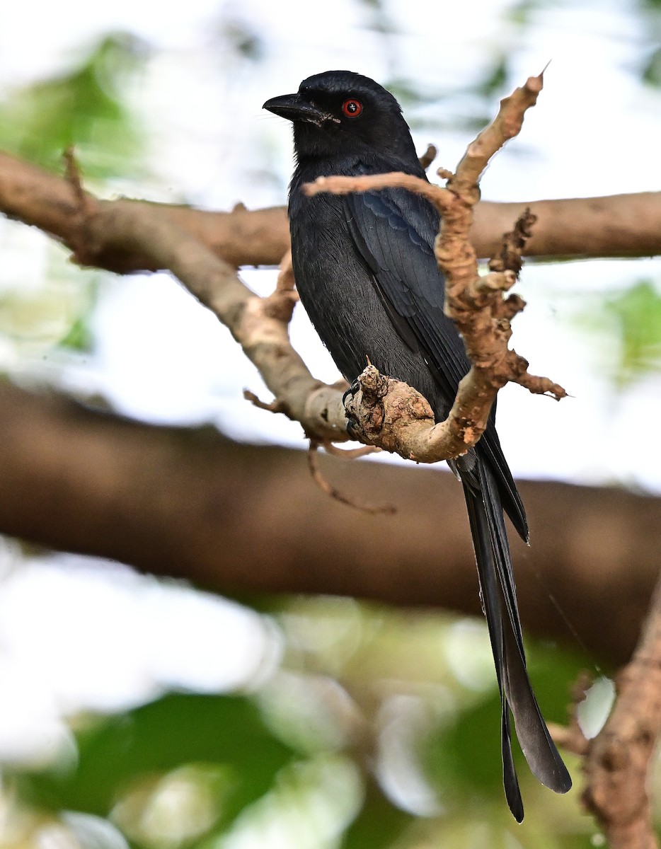 Ashy Drongo - ML646509668