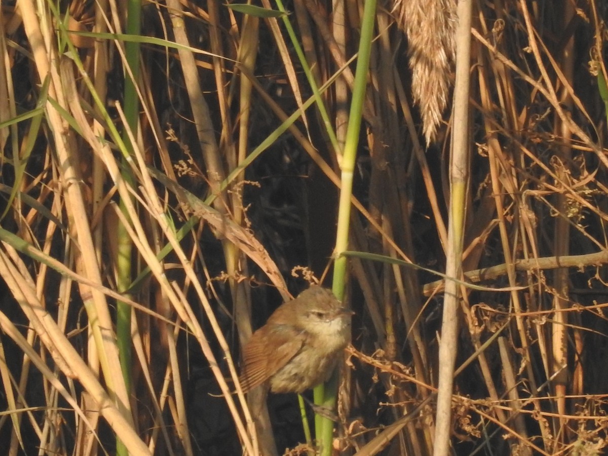 Clamorous Reed Warbler - ML646509669
