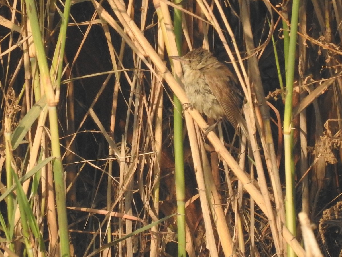 Clamorous Reed Warbler - ML646509670