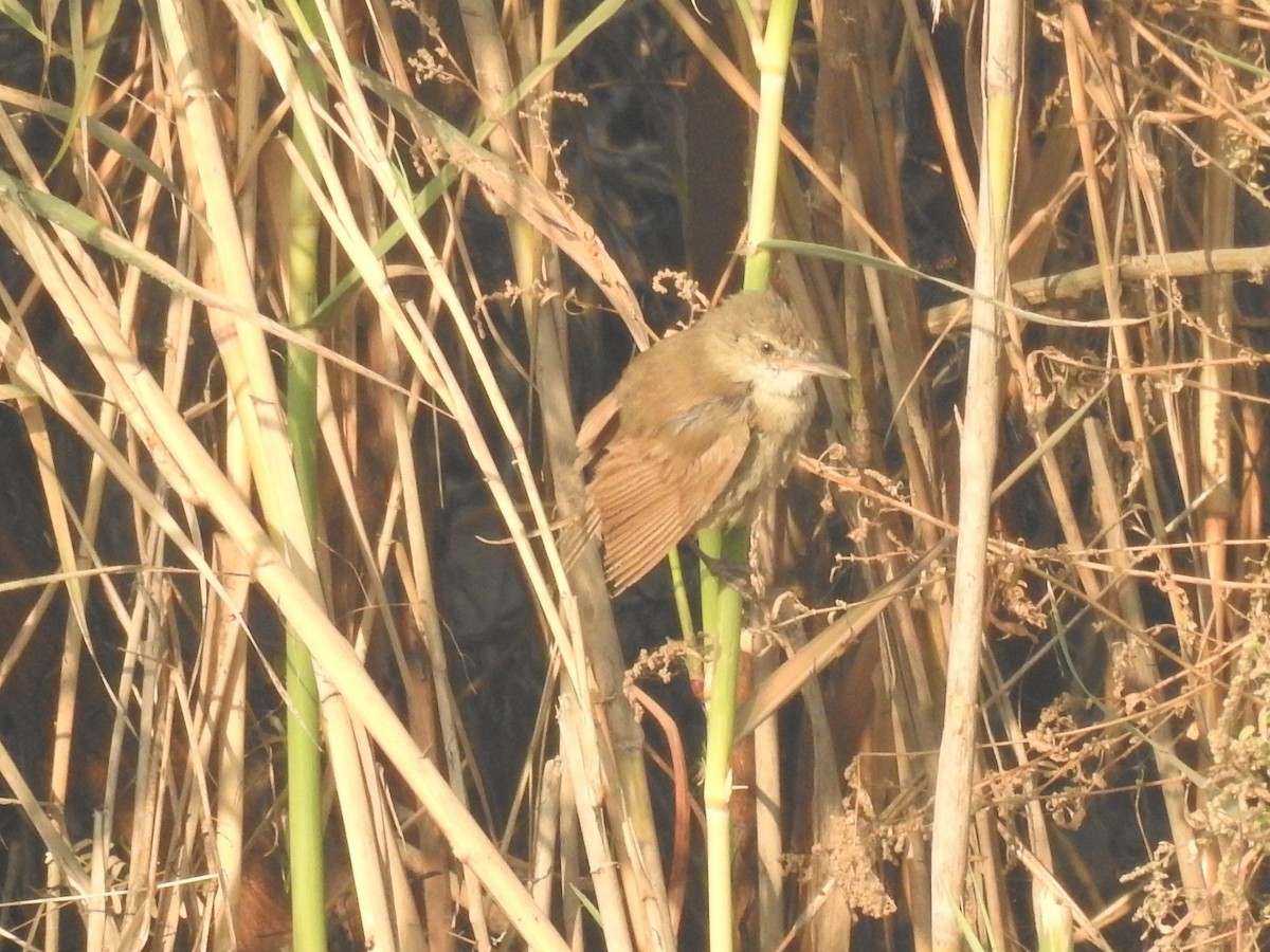 Clamorous Reed Warbler - ML646509671