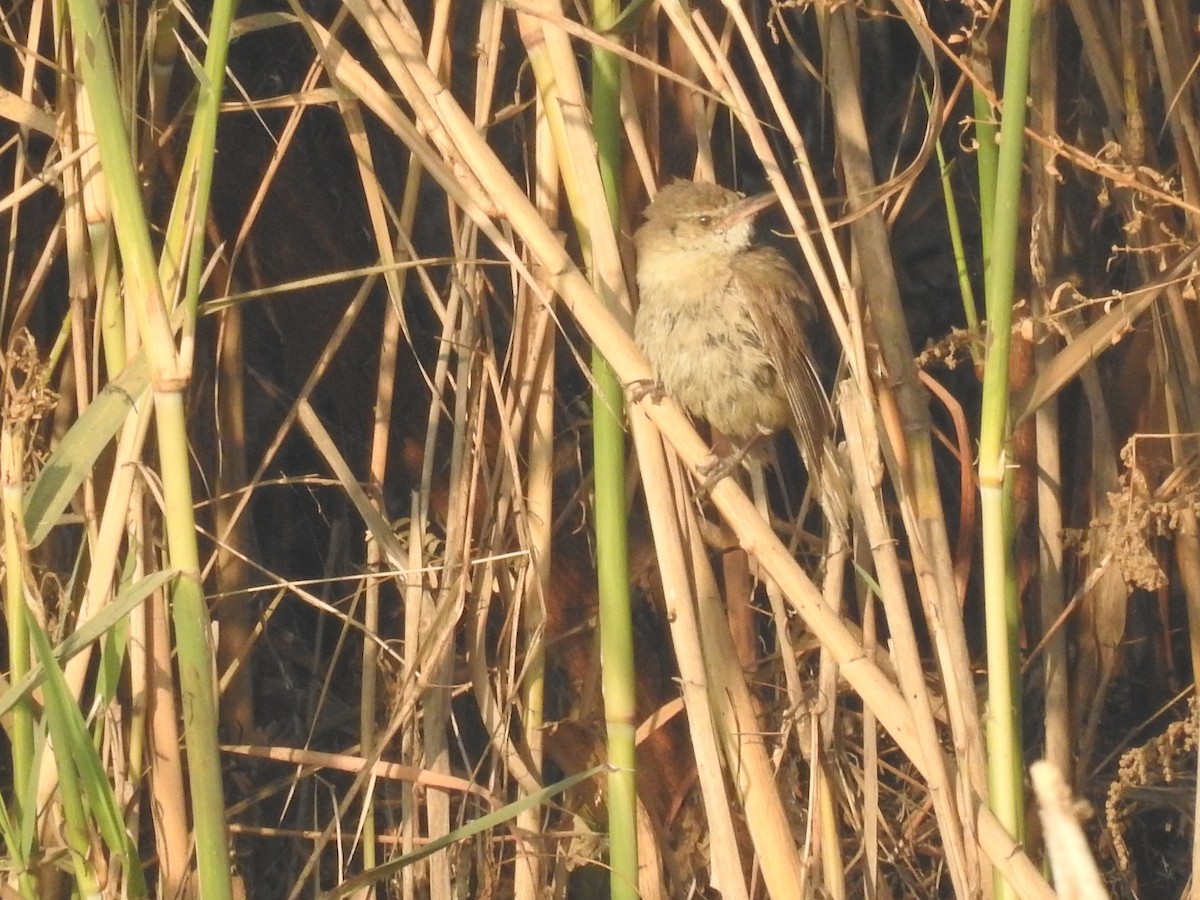 Clamorous Reed Warbler - ML646509672