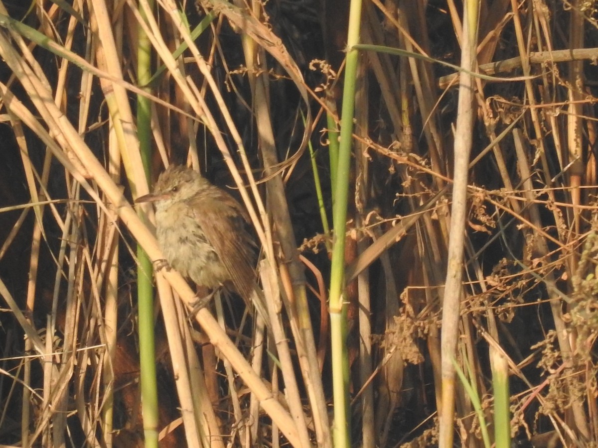 Clamorous Reed Warbler - ML646509673