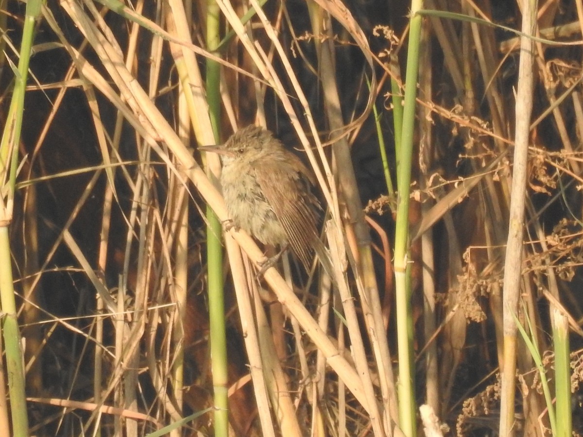 チュウヨシキリ - ML646509674