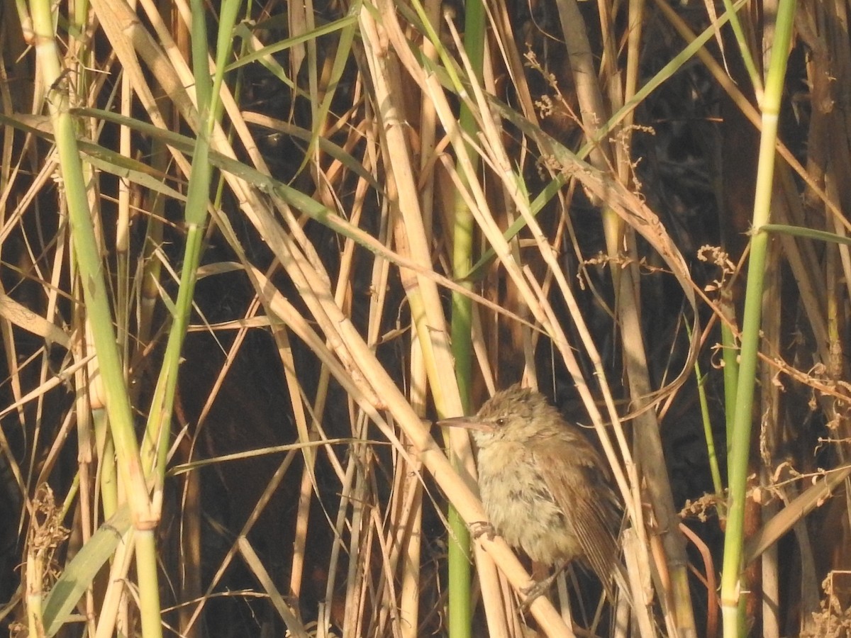 Clamorous Reed Warbler - ML646509675