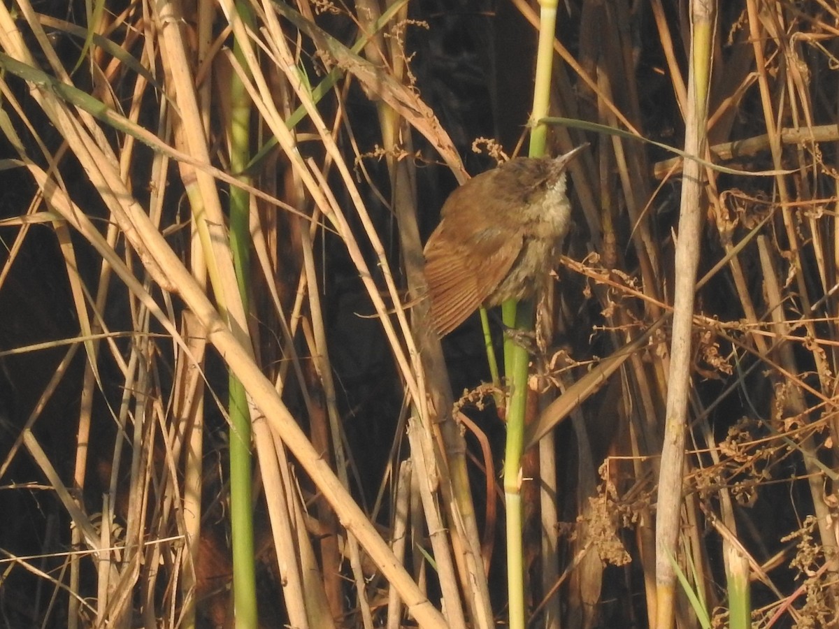 チュウヨシキリ - ML646509676