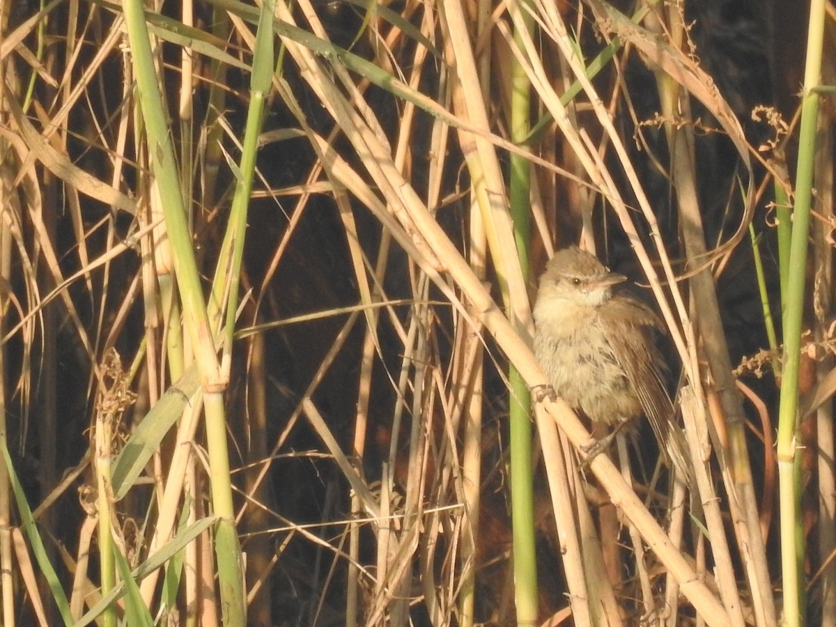 チュウヨシキリ - ML646509677