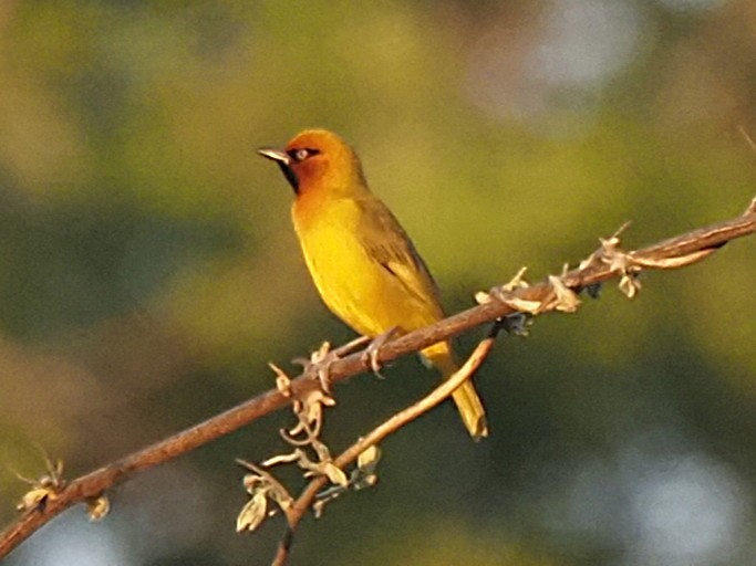 Spectacled Weaver - ML646509678