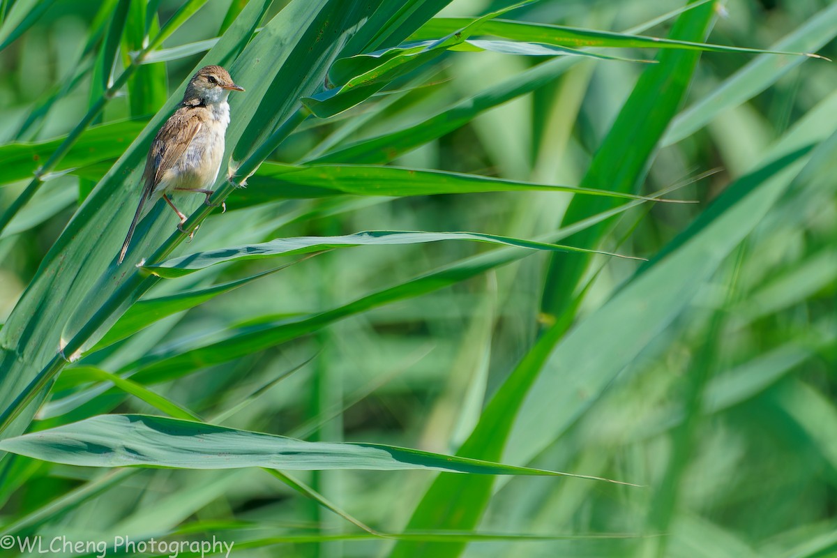 Blunt-winged Warbler - ML646509679