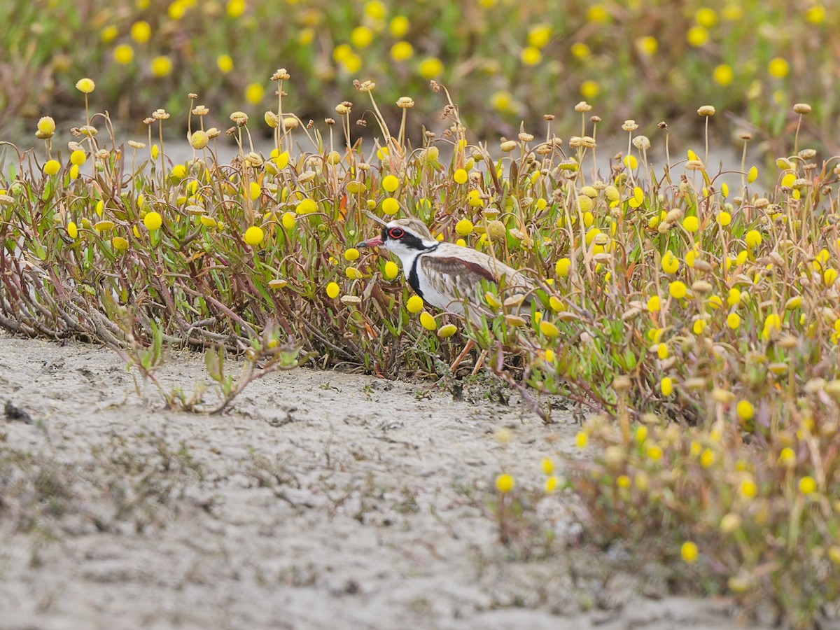 Чернолобый зуёк - ML646509681