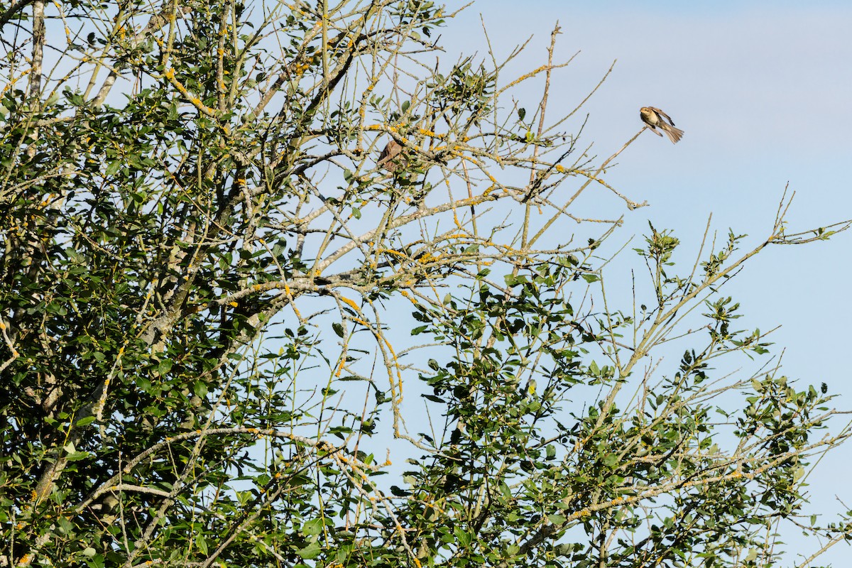 Red-backed Shrike - ML646509682