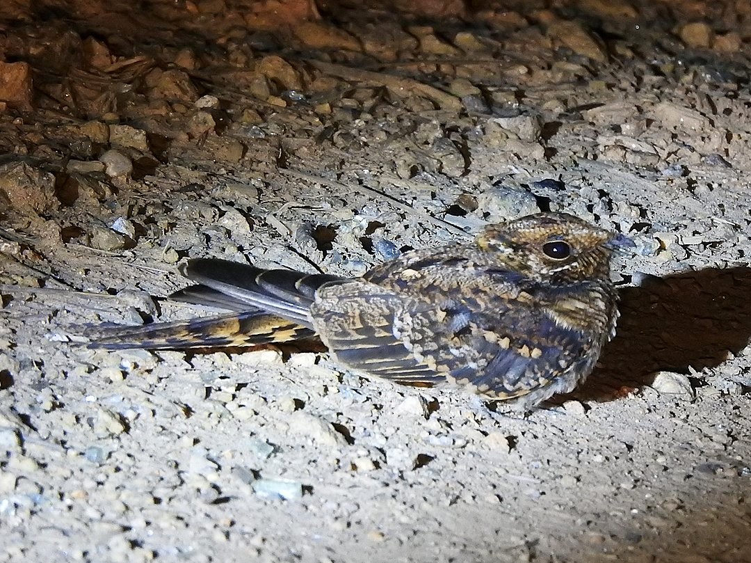 Chotacabras Tijereta - ML646509683