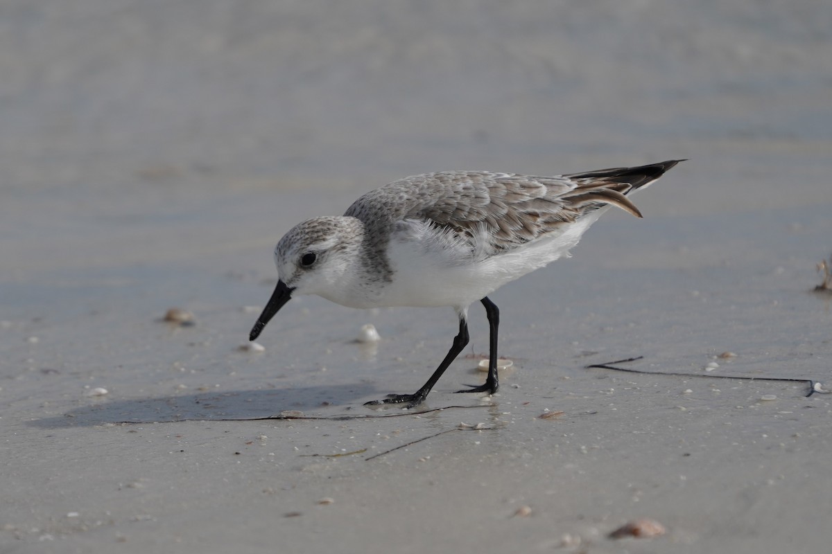 Correlimos Tridáctilo - ML646509686