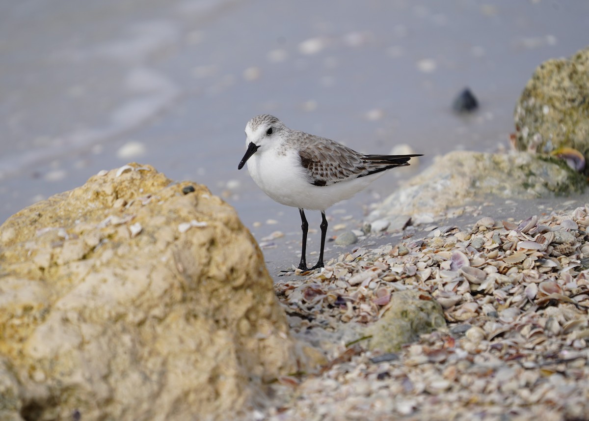 Correlimos Tridáctilo - ML646509688